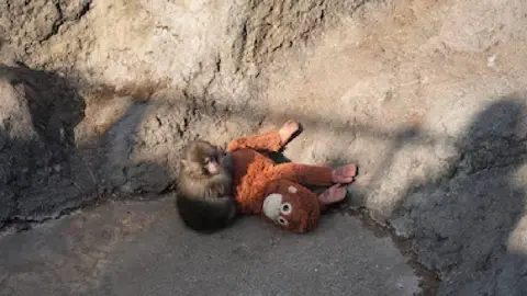 Visitantes acudieron al zoológico de Ichikawa tras conocer la historia del mono bebé que fue rechazado nuevamente./ RS