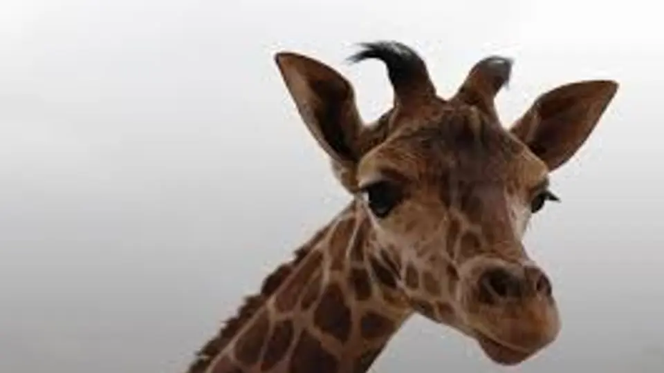 Jirafa bebé es rechazada por su mamá en zoológico de CDMX y conmueve a redes