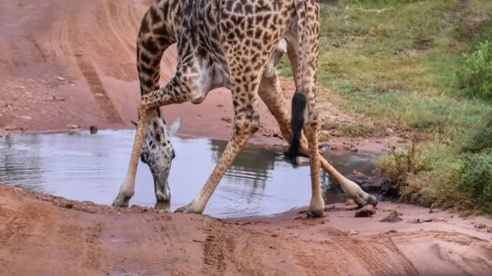 Especialistas del zoológico lograron sacar adelante a la cría tras su rechazo materno./ Pixabay