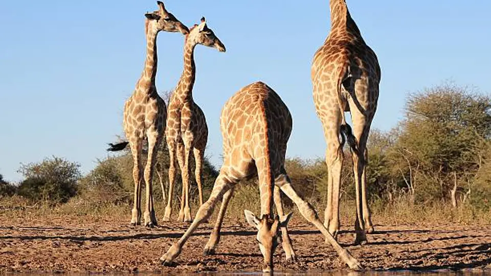 El ejemplar nació en octubre de 2025 en el zoológico de San Juan de Aragón./ Pixabay
