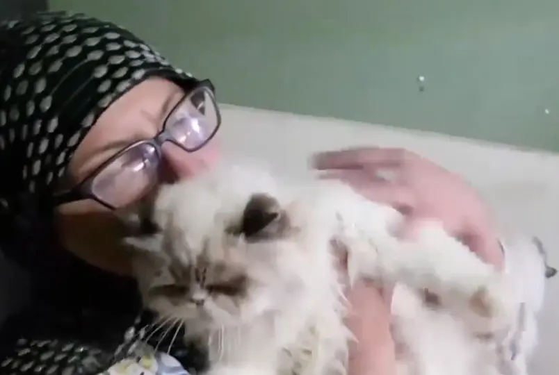 Diana Abbadi decidió no abandonar a sus gatos pese al riesgo por los ataques. / Captura