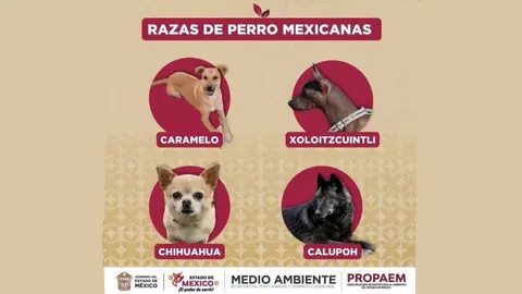 Ahora caramelo, entra en el grupo de razas mexicanas como el Xoloitzcuintli, el Chihuahua y el Calupoh / Especial