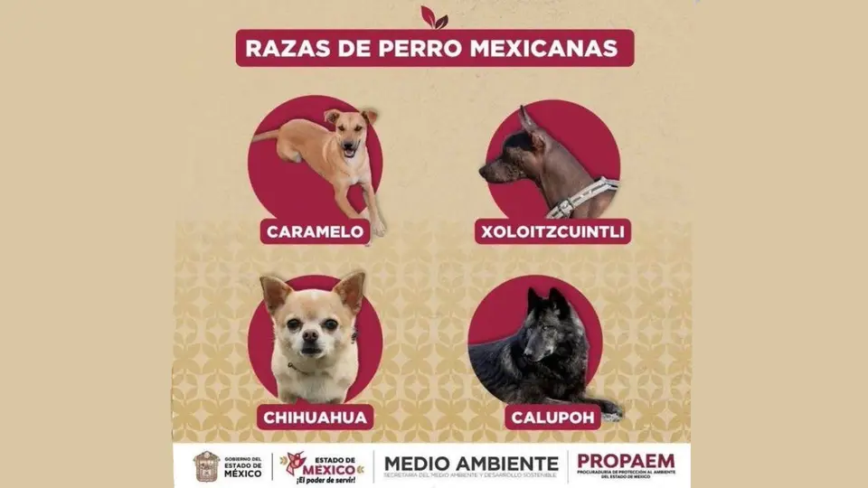 Ahora caramelo, entra en el grupo de razas mexicanas como el Xoloitzcuintli, el Chihuahua y el Calupoh / Especial