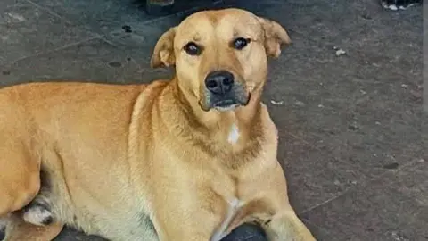 La Procuraduría de Protección Ambiental del Estado de México ya reconoció al perrito de pelaje amarillo / Especial