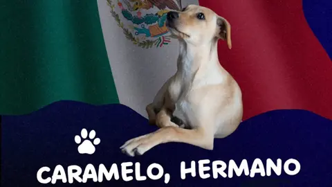En las redes, hubo polémica por el nombramiento del lomito que vemos en las calles / Especial