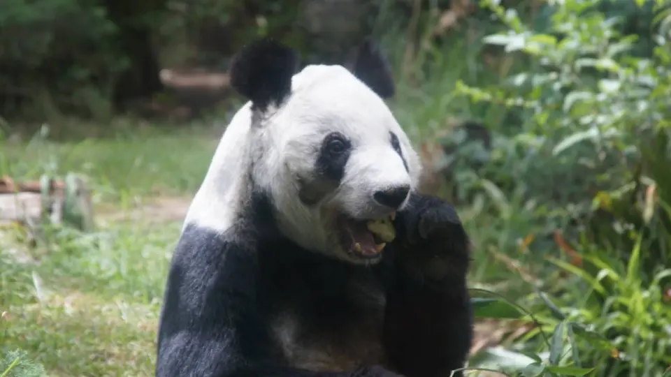 La última panda gigante de América Latina tendrá un festejo reprogramado para el próximo 4 de julio en la Ciudad de México. |Sedema