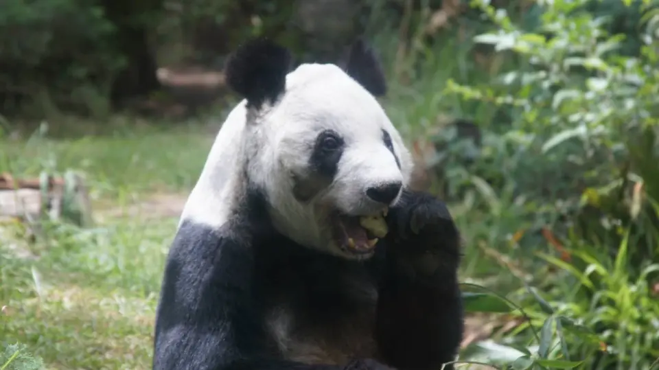 La última panda gigante de América Latina tendrá un festejo reprogramado para el próximo 4 de julio en la Ciudad de México. |Sedema