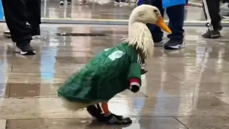 Nombran al Pato Merlín embajador del Fan Fest del Mundial 2026