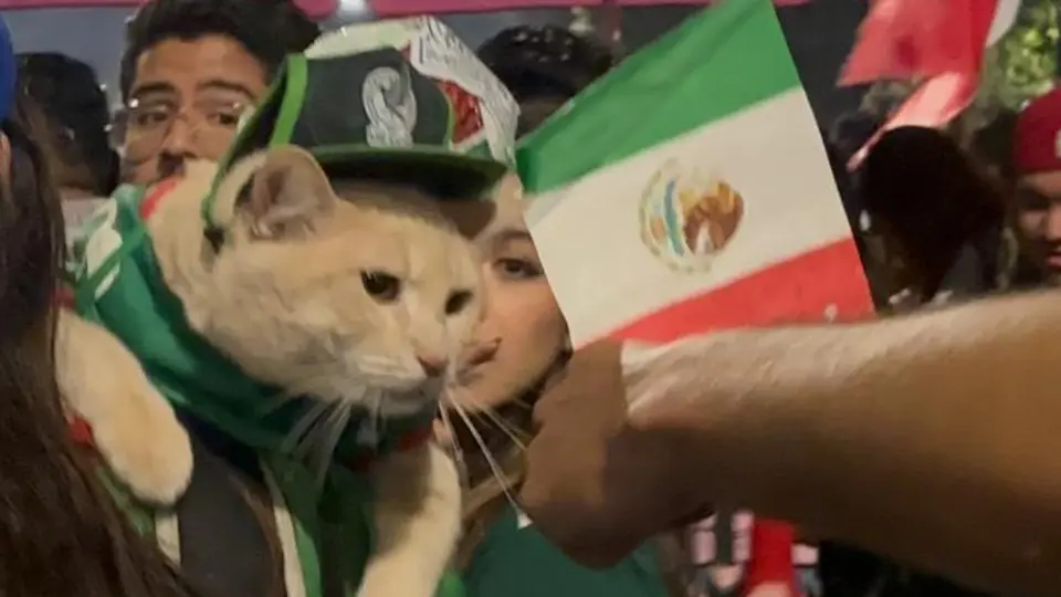 ¡Ni el michi se perdió la fiesta! Gatito aparece en festejos por triunfo de México y genera polémica