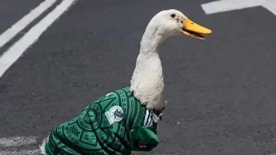 Dueña de Pato acudirá hoy al IMPI para registrar a 'Merlín' la sensación mundialista