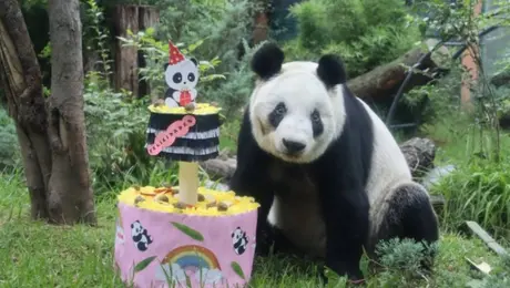 Xin Xin celebra 36 años: ¿cuándo y dónde será la fiesta de la última panda gigante de América Latina?