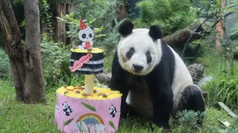 Xin Xin celebra 36 años: ¿cuándo y dónde será la fiesta de la última panda gigante de América Latina?