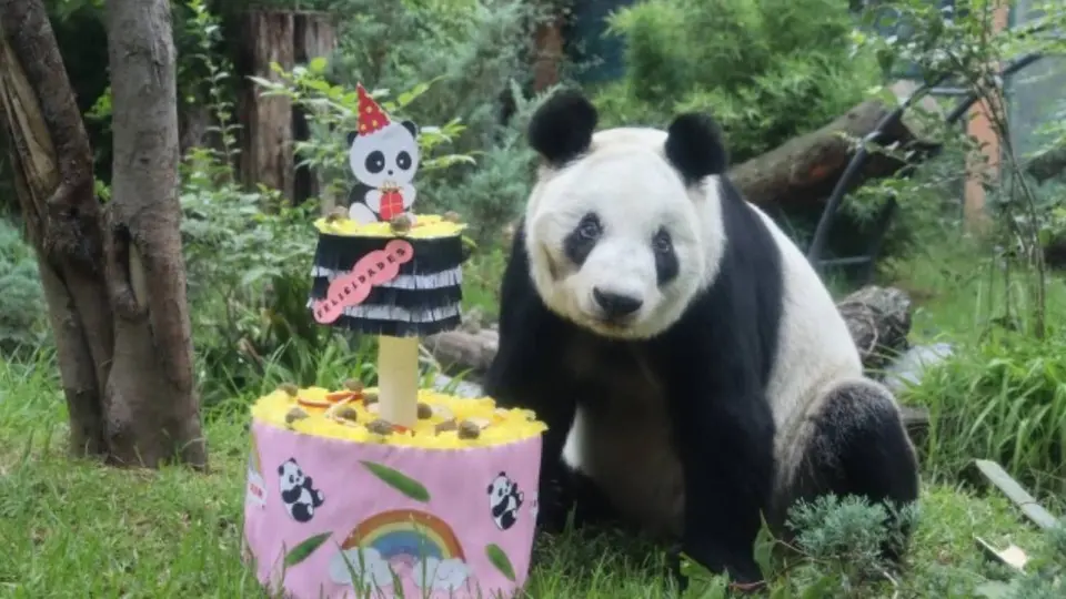 Xin Xin celebra 36 años: ¿cuándo y dónde será la fiesta de la última panda gigante de América Latina?