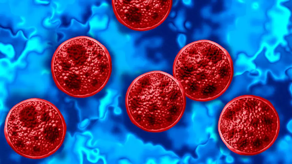 El parásito Cyclospora cayetanensis puede contaminar frutas y verduras durante las etapas de cultivo, cosecha o procesamiento./ Pixabay