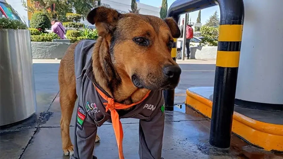 Solovino pasó de vivir en las calles a convertirse en uno de los integrantes más queridos de una gasolinera de Toluca./@OlivaNoticiasX