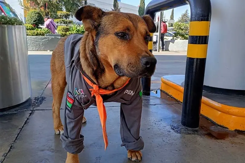Solovino pasó de vivir en las calles a convertirse en uno de los integrantes más queridos de una gasolinera de Toluca./@OlivaNoticiasX