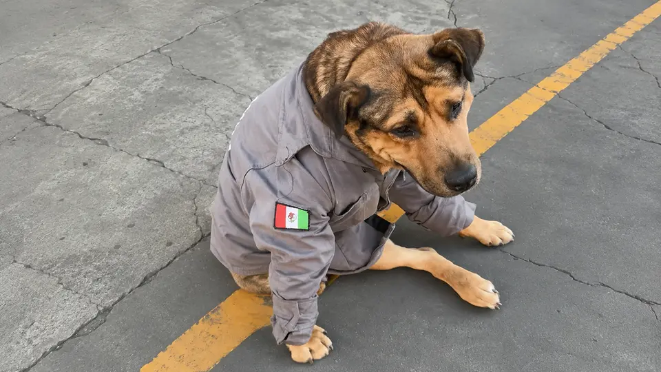 Solovino murió después de ser atropellado durante la noche del 17 de agosto en Toluca./@OlivaNoticiasX