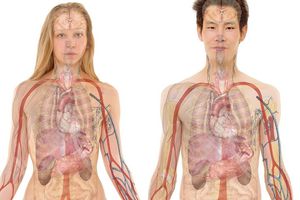 ¿Se te arrugan los dedos con el agua o tiemblas con el frío? Te explicamos los motivos