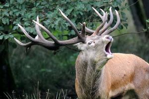 Virus del Ciervo Zombi despierta la preocupación científica