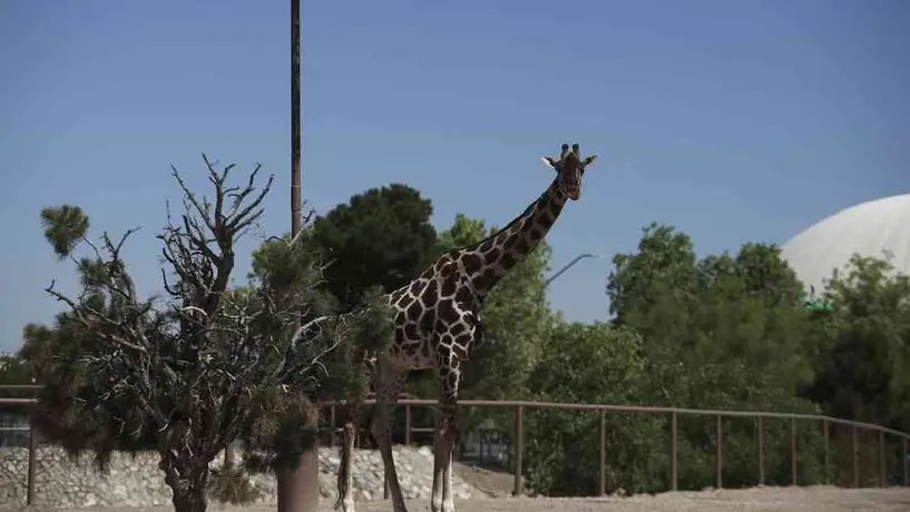 La jirafa Benito comenzó su traslado al Africam Safari de Puebla