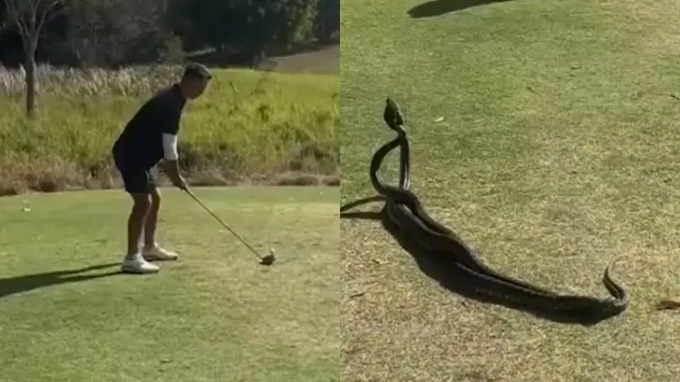 Dos serpientes protagonizan pelea en medio de un juego de Golf