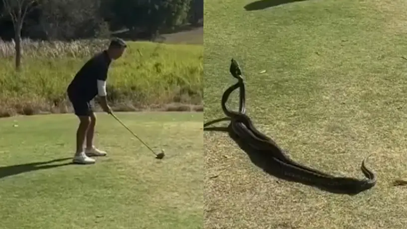 Dos serpientes protagonizan pelea en medio de un juego de Golf