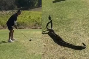 Dos serpientes protagonizan pelea en medio de un juego de Golf