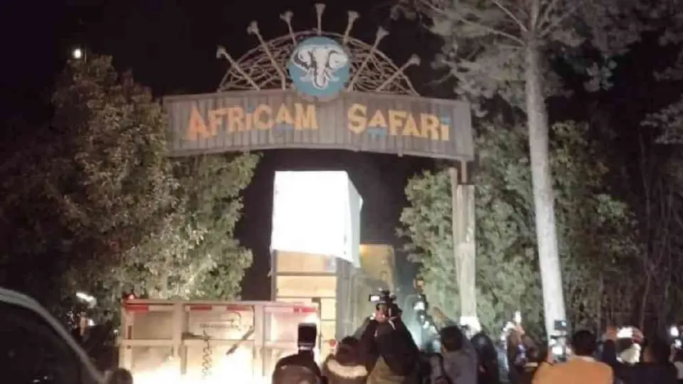 ¡La jirafa Benito ya está en Africam Safari!