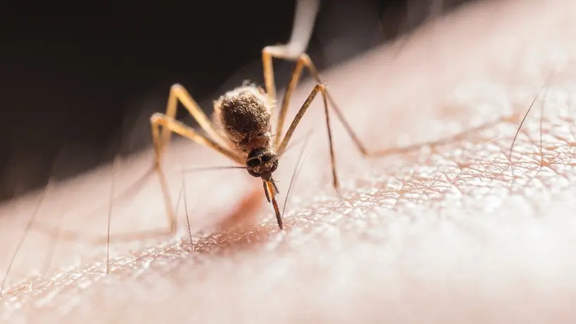 Registran incremento de más de 200 casos de dengue en el estado de Guerrero