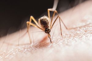 Registran incremento de más de 200 casos de dengue en el estado de Guerrero