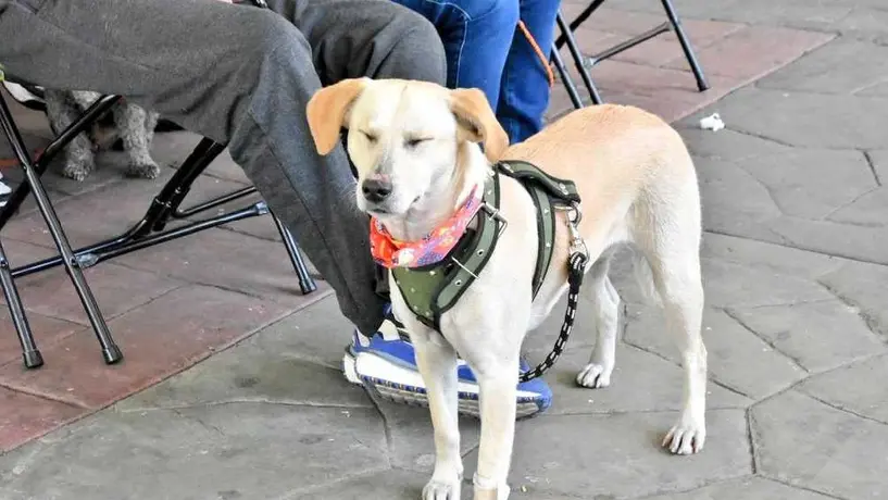 Habilitarán crematorio para animales de compañía, en el Panteón Civil de Iztapalapa
