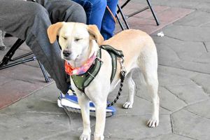 Habilitarán crematorio para animales de compañía, en el Panteón Civil de Iztapalapa