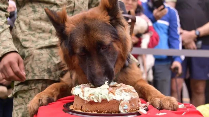 ¡Lomito soldado! Festejan cumpleaños de 'Arkadas', perrito del ejército mexicano