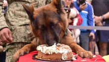 ¡Lomito soldado! Festejan cumpleaños de 'Arkadas', perrito del ejército mexicano