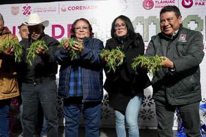 Productores de romeritos esperan comercializar seis mil toneladas en temporada decembrina