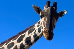 Benito sigue esperando su cambio de vida, pues ahora debe terminar un tratamiento contra parásitos para poder viajar