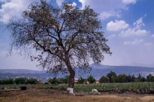 ¿Qué son las cabañuelas y para qué sirven?