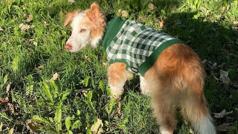 El perrito Mazapán murió e Internet llora su partida