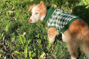 El perrito Mazapán murió e Internet llora su partida