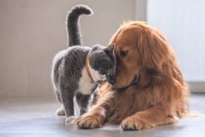 ¡Prepara a tus lomitos o a tus michis! Ya viene el CanFest en la Alcaldía Cuauhtémoc