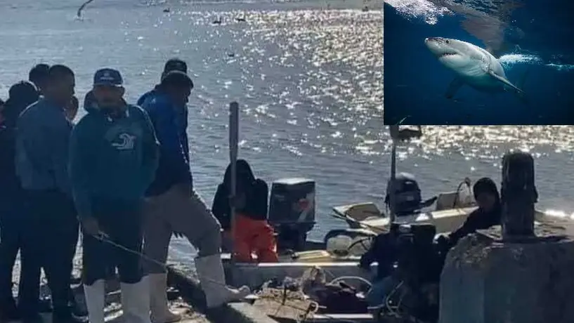 ¡De terror! Muere pescador por ataque de tiburón, en Sonora