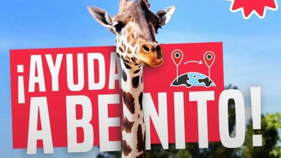 Benito tendrá que quedarse en Chihuahua ¡La jirafa necesita ayuda!