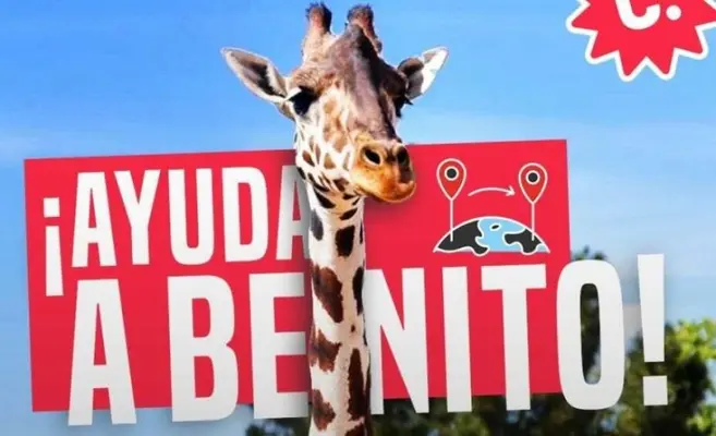 Benito tendrá que quedarse en Chihuahua ¡La jirafa necesita ayuda!