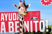Benito tendrá que quedarse en Chihuahua ¡La jirafa necesita ayuda!