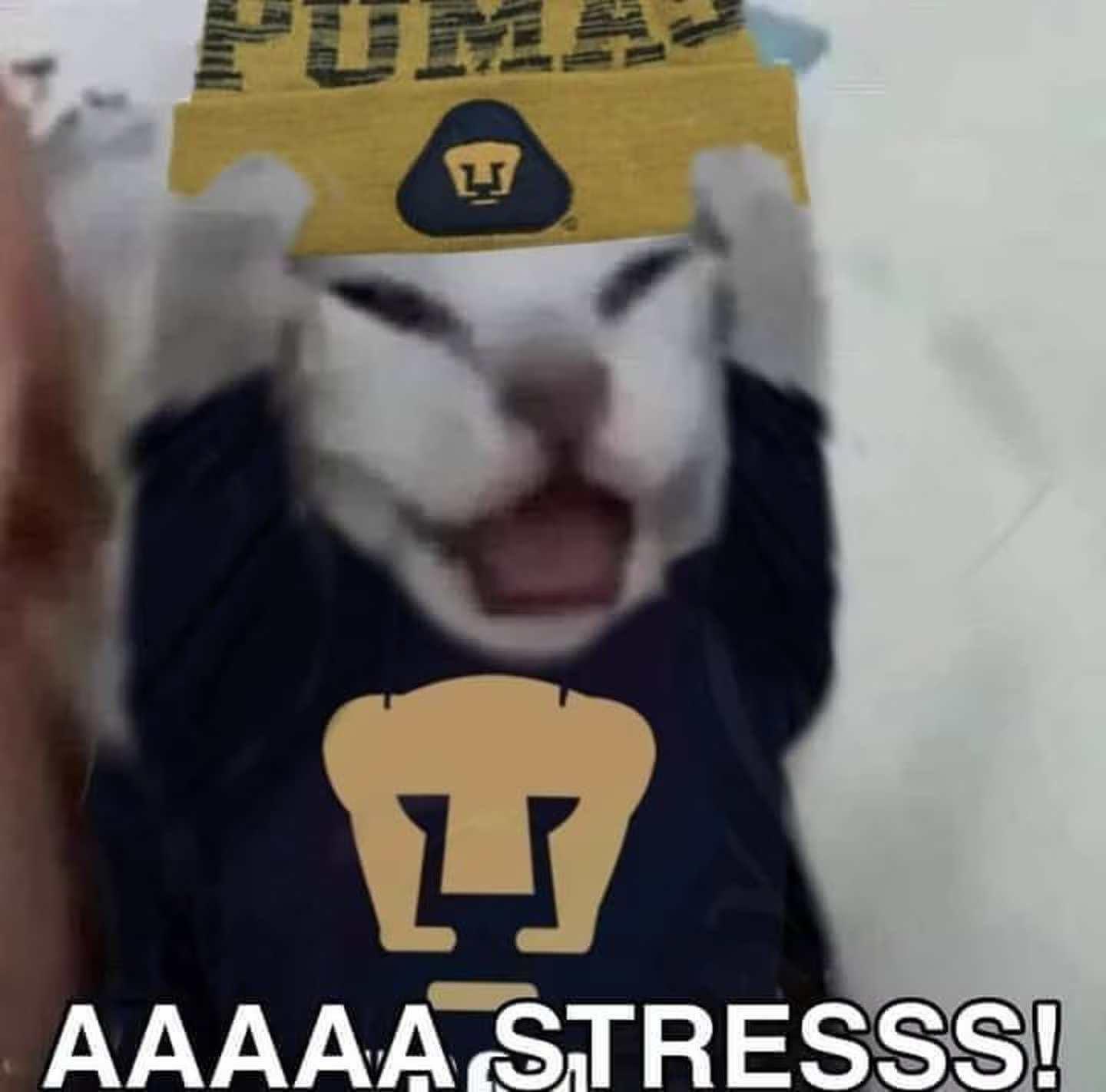 CAPTURA DE PANTALLA