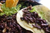 Los chapulines, alimento que puede ayudar a la desnutrición infantil