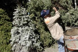 No tires tu árbol de navidad ¡Recíclalo! Te decimos dónde