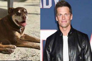 Tom Brady anuncia la muerte de su perro Lua, que adoptó con su exesposa Gisele Bundchen