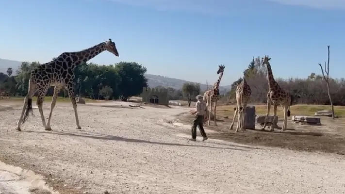 La jirafa Benito conoce a su nueva familia dentro de Africam Safari