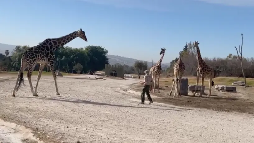 La jirafa Benito conoce a su nueva familia dentro de Africam Safari